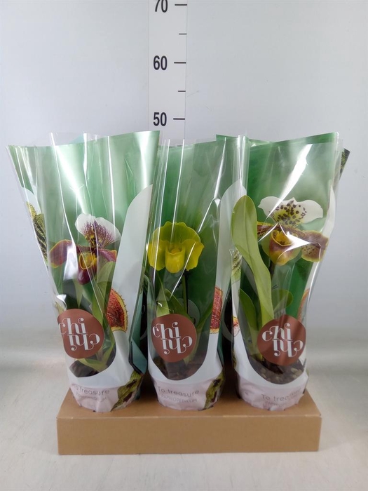 <h4>Paphiopedilum  'Amerikaanse hybrid'</h4>