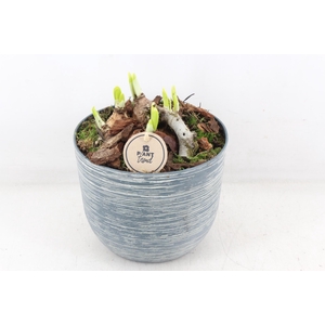 arr4 Narcis PL - Kunstst. pot ribbel 285/6