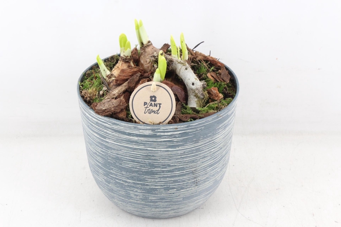 <h4>arr4 Narcis PL - Kunstst. pot ribbel 285/6</h4>