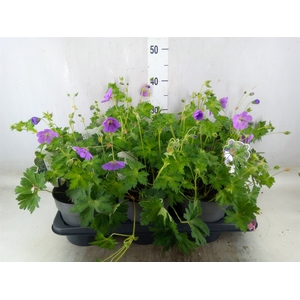 Geranium  'Rozanne'