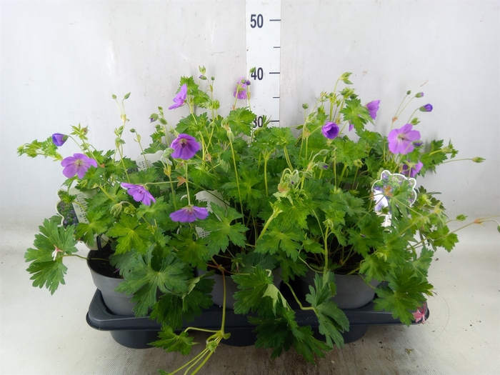 <h4>Geranium  'Rozanne'</h4>