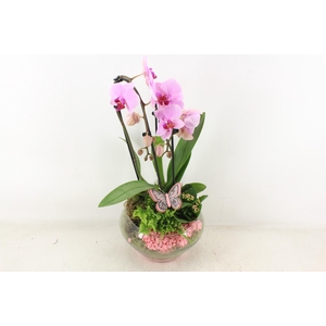 arr2 PL - Glas Olay phal roze