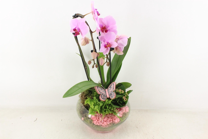 <h4>arr2 PL - Glas Olay phal roze</h4>
