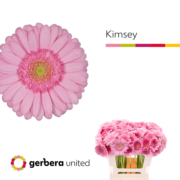 <h4>Germini Kimsey Water</h4>