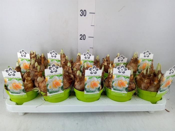 <h4>Narcissus   ...</h4>