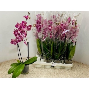 PHAL OV