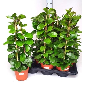 HOYA AUSTRALIS
