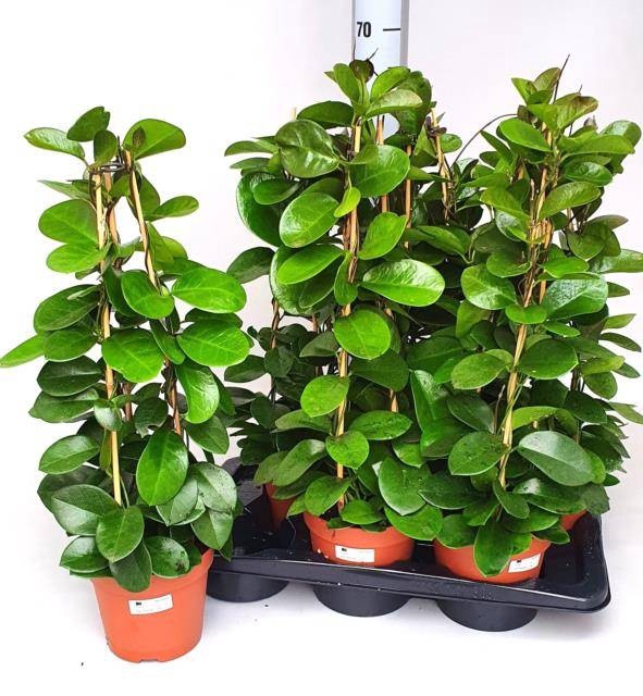 <h4>HOYA AUSTRALIS</h4>