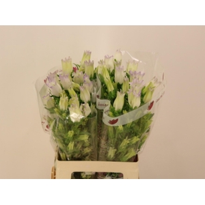 CAMP M CHAMPION LAVE