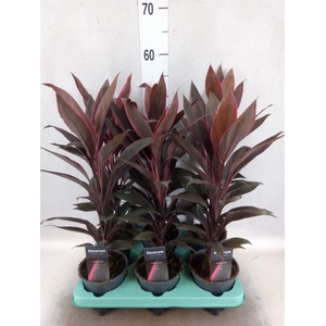 Cordyline fruti. 'Tango'