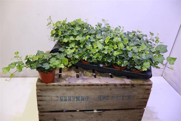 <h4>arr8 Hed He Wonder</h4>