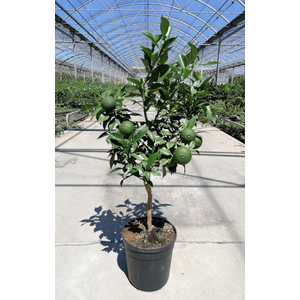 Citrus hystrix