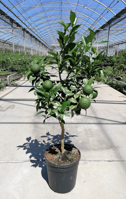 <h4>Citrus hystrix</h4>