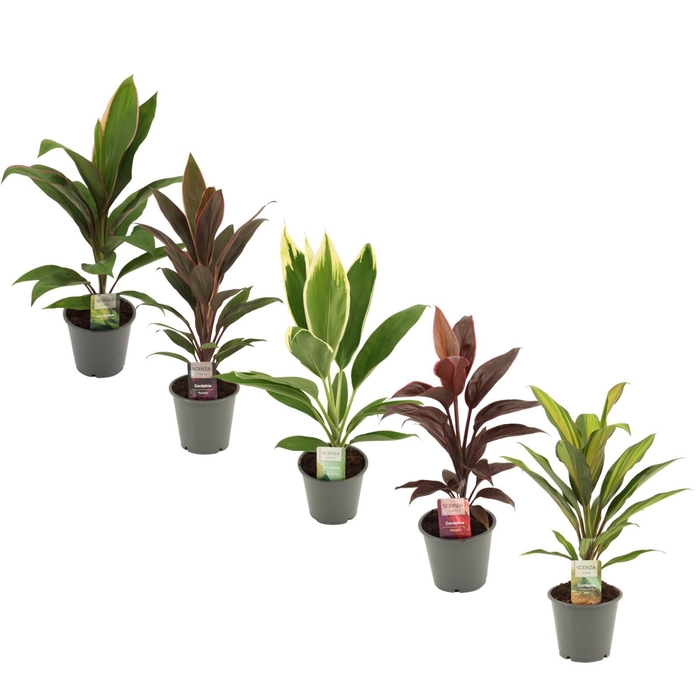 Cordyline Mix 12 cm
