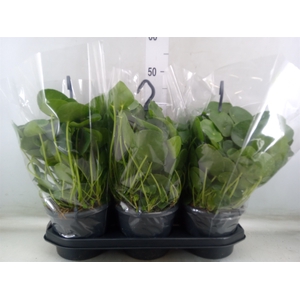 Pilea peperomoides