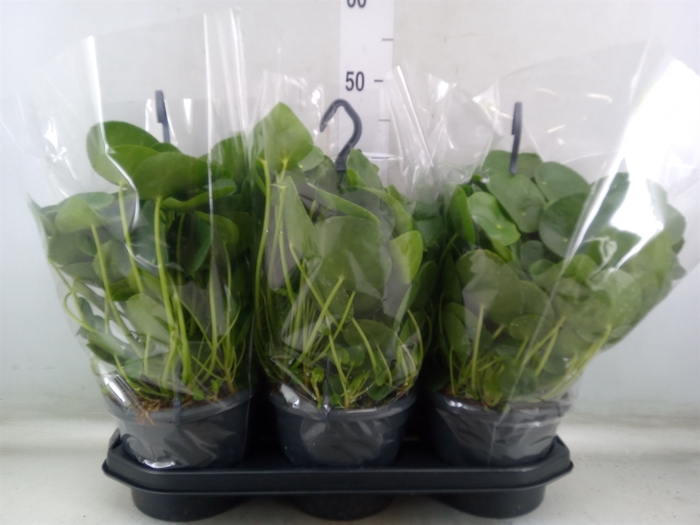 <h4>Pilea peperomoides</h4>