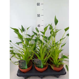 Alocasia  'Tiny Dancers'