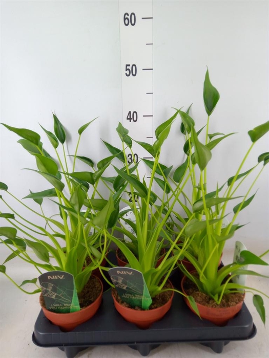 <h4>Alocasia  'Tiny Dancers'</h4>