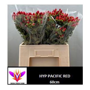 HYP PACIFIC RED
