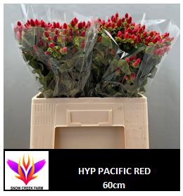 HYP PACIFIC RED