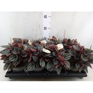 Peperomia