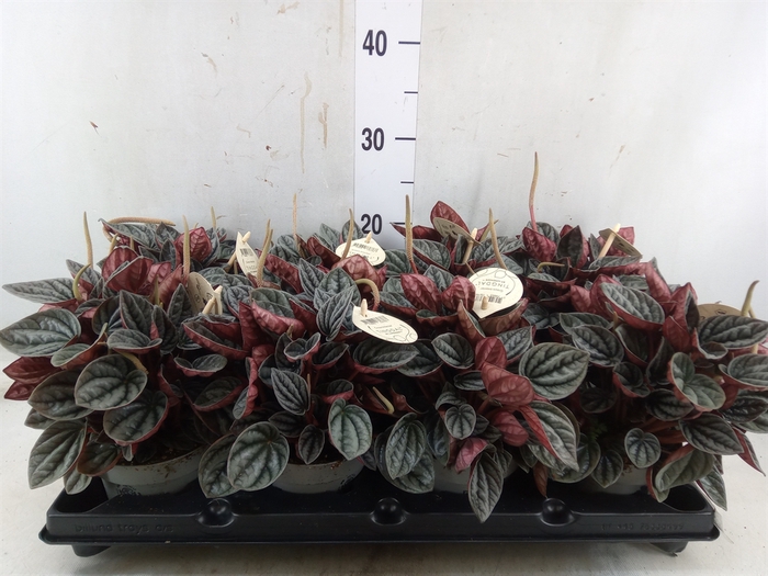 <h4>Peperomia</h4>