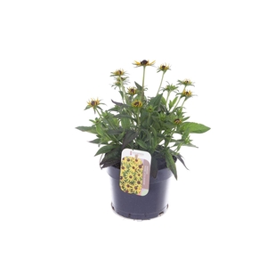 Rudbeckia fulgida Little Goldstar