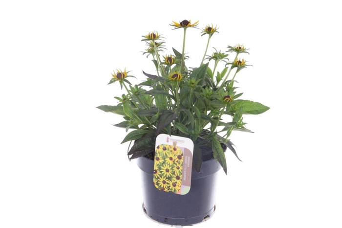 <h4>Rudbeckia fulgida Little Goldstar</h4>