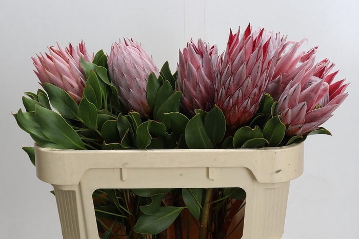 Protea Cynaroides