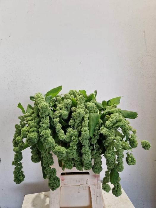 <h4>AMAR CA CYCLOOP</h4>