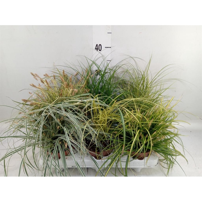 <h4>Carex   ...mix</h4>