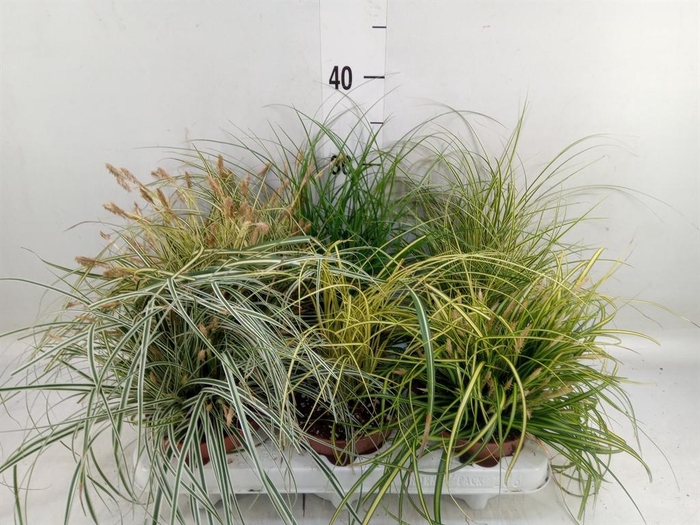 <h4>Carex   ...mix</h4>