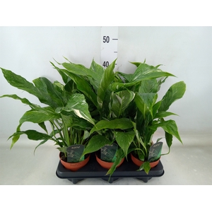 Spathiphyllum  'Diamond'