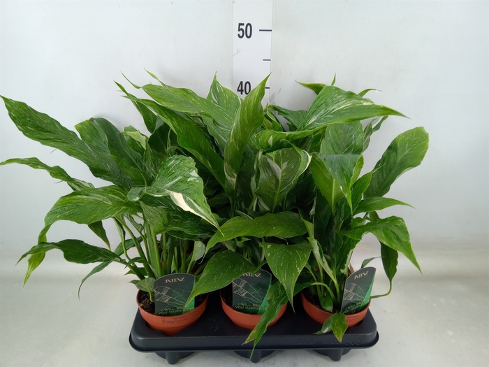 <h4>Spathiphyllum  'Diamond'</h4>