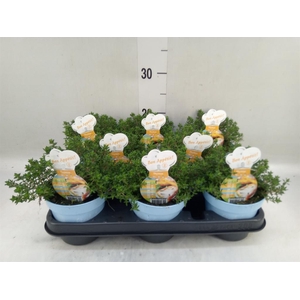 Thymus vulgaris 'Compactus'