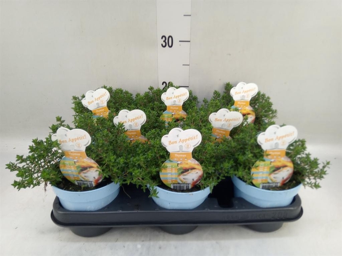 <h4>Thymus vulgaris 'Compactus'</h4>