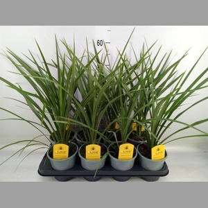 Cordyline indivisa 'Peko'