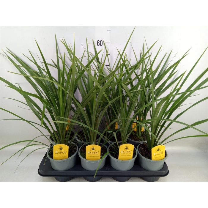 <h4>Cordyline indivisa 'Peko'</h4>
