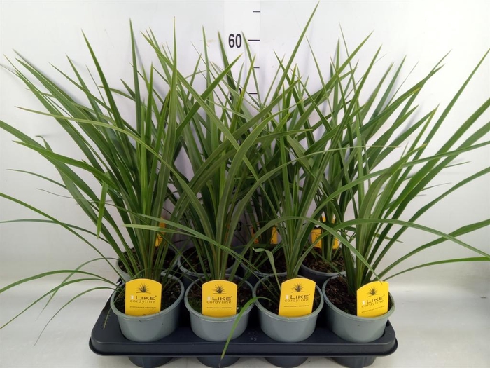 <h4>Cordyline indivisa 'Peko'</h4>