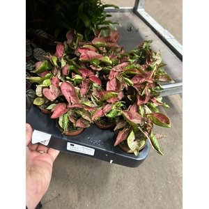 MINI SYNGONIUM NEW DEW