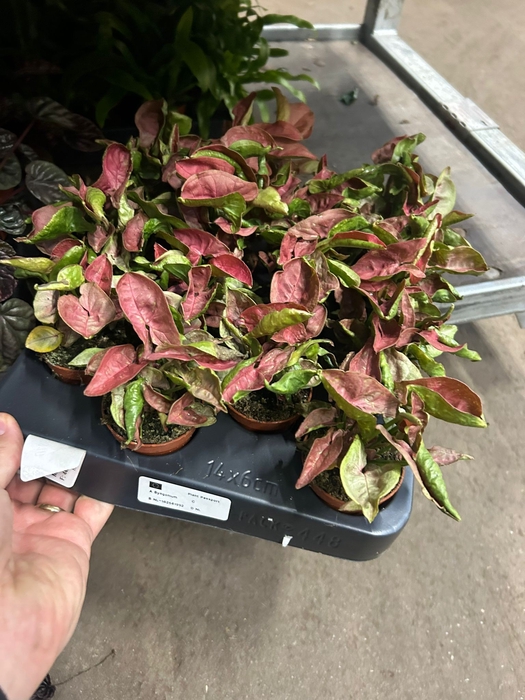 MINI SYNGONIUM NEW DEW