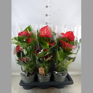 Anthurium andr. 'Jambo Red'