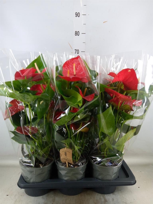 <h4>Anthurium andr. 'Jambo Red'</h4>