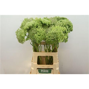 Ammi Vis Green Mist