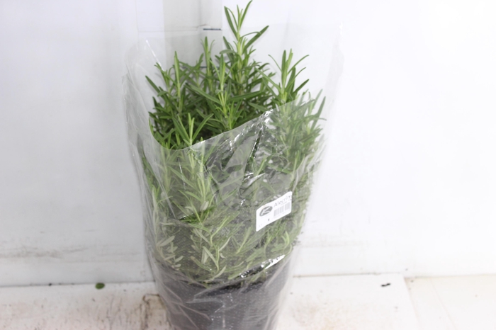 <h4>ALECRIM P19</h4>