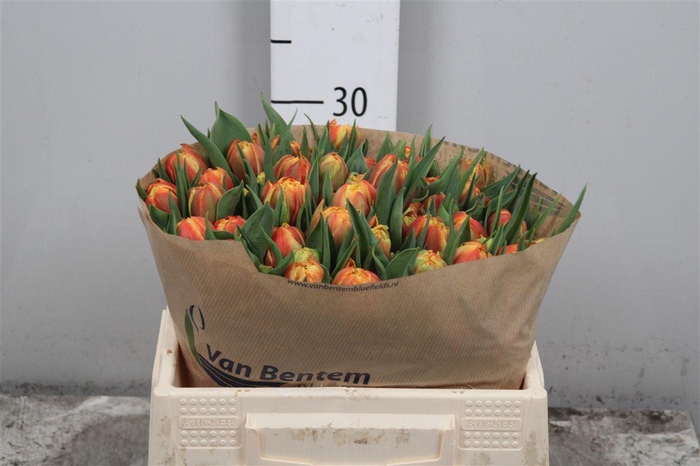 <h4>Tu Du Edition</h4>