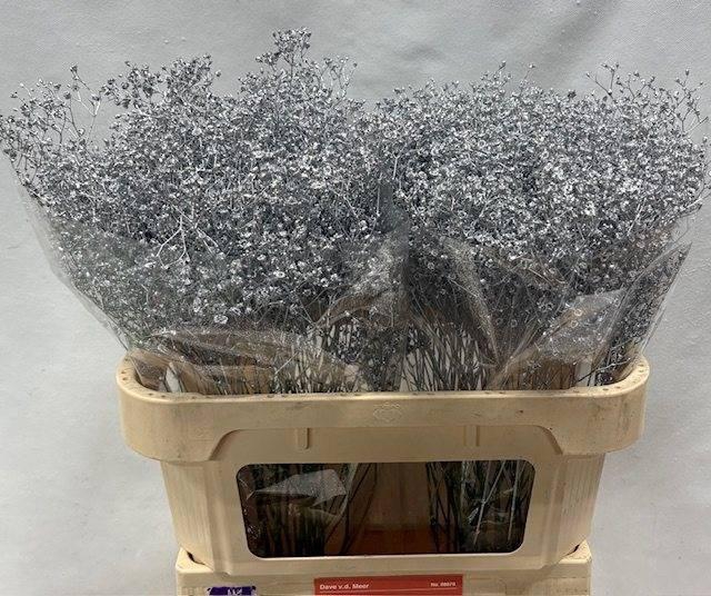 <h4>GYPS KLB H%</h4>