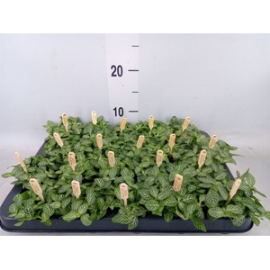 Fittonia verschaf.