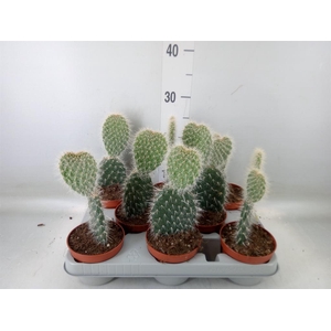 Opuntia