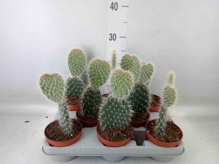 <h4>Opuntia</h4>